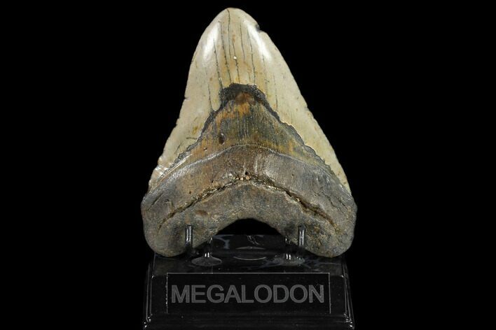 Bargain, Fossil Megalodon Tooth - North Carolina #119405